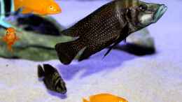 aquarium-von-duni-tanganjika-hoehle_Calvus + Leleupi