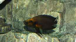 aquarium-von-duni-tanganjika-hoehle_Altolamprologus compressiceps Kasanga