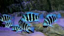 aquarium-von-duni-tanganjika-hoehle_Frontosa Gruppe