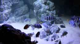 aquarium-von-duni-tanganjika-hoehle_Seitenansicht