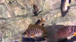 aquarium-von-duni-tanganjika-hoehle_Altolamprologus Compressiceps red fin Kigoma