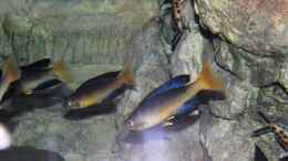 Aquarium einrichten mit Cyprichromis microlepidotus bulu point