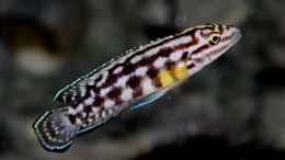 Aquarium einrichten mit Julidochromis