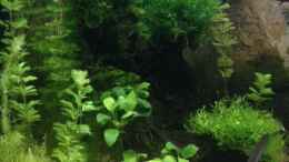 aquarium-von-tarmina-becken-lido-200_Mangrovenholz mit Moos und unten mit Anubia (immer diese Fis