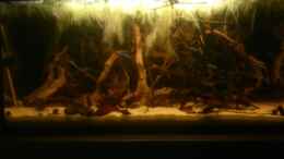 aquarium-von-nontakt-kleines-rio-negro-imitat_04.04.2015 (Blöde Handykamera)