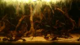aquarium-von-nontakt-kleines-rio-negro-imitat_