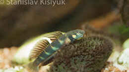 aquarium-von-stanislav-kislyuk-ein-flacher-bach-in-westafrika_Parasicydium bandama