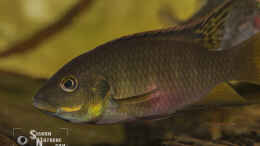 Aquarium einrichten mit Benitochromis nigrodorsalis Männchen