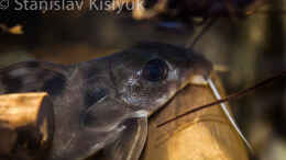 aquarium-von-stanislav-kislyuk-afrikas-erdfresser_Synodontis decorus