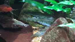 aquarium-von-der-nicky-wild-worldrestart_Caridina japonica