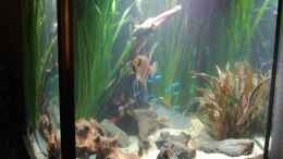 aquarium-von-nico-mueller-suedamerikawuerfelchen----_Südamerikawürfelchen - Beckenansicht