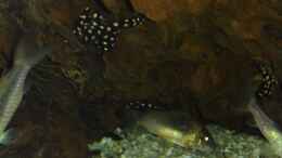 aquarium-von-nico-mueller-suedamerikawuerfelchen----_Das Lieblingsverteck der gepunkteten Räuber....