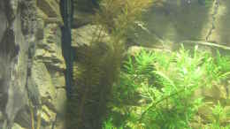 Aquarium einrichten mit Myriophyllum tuberculatum