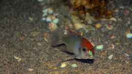 aquarium-von-sebastian-o--lethrinops-buddelkiste-nur-noch-als-beispiel_Lethrinops sp. red cap mdoka nachziehendes Männchen