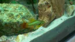 aquarium-von-fabian-eckel-becken-3118_Papageienplaty Weibchen