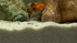 Aquarium einrichten mit Platynachwuchs Michling