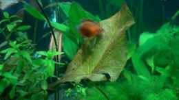 Foto mit Colisa sota, roter Honigfadenfisch