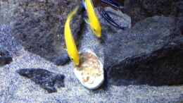 aquarium-von-der-steirer-fade-to-black-aufgeloest_Bei der Fütterung mit Bananenbrei