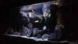 aquarium-von-der-steirer-fade-to-black-aufgeloest_
