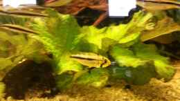 aquarium-von-hangsu-becken-31192_Siamesische Rüsselbarbe und ein Kakadu-Zwergbundbarsch weib