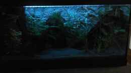 aquarium-von-ulf-garnelen-auf-der-diele_Mondlicht -LED eingebaut