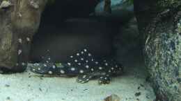 aquarium-von-patrick-lehmann-rio-orinoco-2_L201 - Hypancistrus sp.