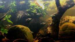 aquarium-von-lomarraco-two-forests_
