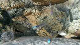 aquarium-von-spriggina-tanganjika-cichlid-family_Enantiopus melanogenys Kilesa, die drei Jungs, welche ab u
