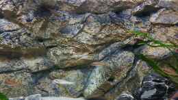 aquarium-von-spriggina-tanganjika-cichlid-family_Rückwand als natürliches Habitat für Felsenbewohner