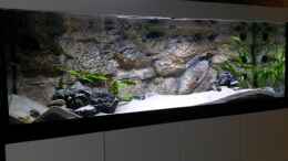 aquarium-von-spriggina-tanganjika-cichlid-family_Aquarium mit LED-Beleuchtung