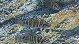 aquarium-von-spriggina-tanganjika-cichlid-family_Altolamprologus calvus pearl congo