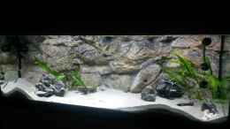 aquarium-von-spriggina-tanganjika-cichlid-family_Blick ins Becken nach einigen Wochen, noch nicht mit vollem 