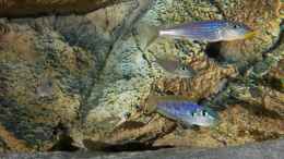aquarium-von-spriggina-tanganjika-cichlid-family_Enantiopus melanogenys Kilesa, 2 Männchen und 2 Weibchen 
