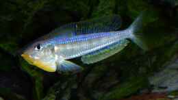 aquarium-von-spriggina-tanganjika-cichlid-family_Enantiopus melanogenys kilesa