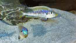 aquarium-von-spriggina-tanganjika-cichlid-family_Enantiopus melanogenys Kilesa, zwei junge Männchen
