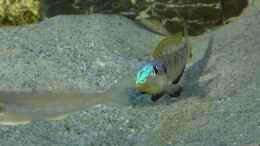 aquarium-von-spriggina-tanganjika-cichlid-family_Enantiopus melanogenys Kilesa, junges Männchen wirbt um W