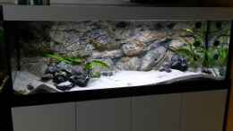 aquarium-von-spriggina-tanganjika-cichlid-family_Aquarium mit LED-Beleuchtung