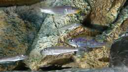 aquarium-von-spriggina-tanganjika-cichlid-family_Enantiopus melanogenys Kilesa, Gruppentiere, in freier Nat