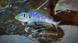 aquarium-von-spriggina-tanganjika-cichlid-family_Enantiopus melanogenys Kilesa, Jungtier zeigt sich bereits
