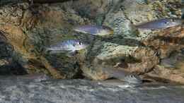 aquarium-von-spriggina-tanganjika-cichlid-family_Enantiopus melanogenys Kilesa, fast die ganze Gruppe (ein 