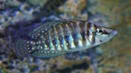 Aquarium einrichten mit Altolamprologus calvus pearl congo