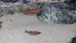 Aquarium einrichten mit Paracyprichromis nigripinnis blue neon
