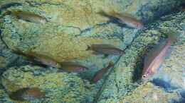 Aquarium einrichten mit Paracyprichromis nigripinnis blue neon