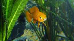 aquarium-von-spriggina-tanganjika-cichlid-family_Neolamprologus longior