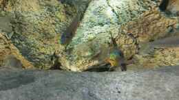 aquarium-von-spriggina-tanganjika-cichlid-family_Enantiopus melanogenys Kilesa, Drohgebärde