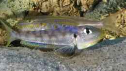 aquarium-von-spriggina-tanganjika-cichlid-family_Enantiopus melanogenys Kilesa, Drohgebärde von jungem Mä