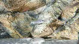 Foto mit Enantiopus melanogenys Kilesa und Paracyprichromis Weibchen mit
