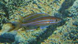 Foto mit Paracyprichromis nigripinnis blue neon