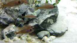 Foto mit Paracyprichromis und Schneckenbuntbarsche im Hintergrund