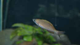 aquarium-von-djhitek-hiteks-tanganjika-box_Cyprichromis Leptosoma